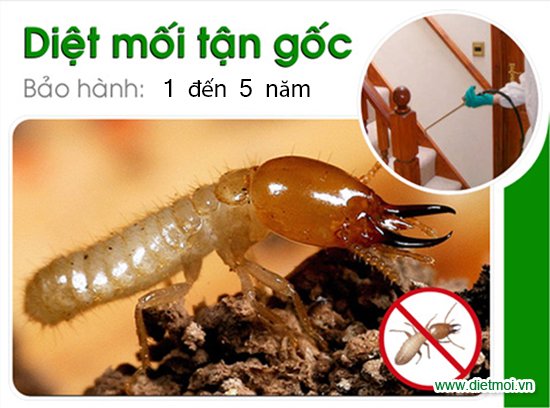 diệt mối cần thơ