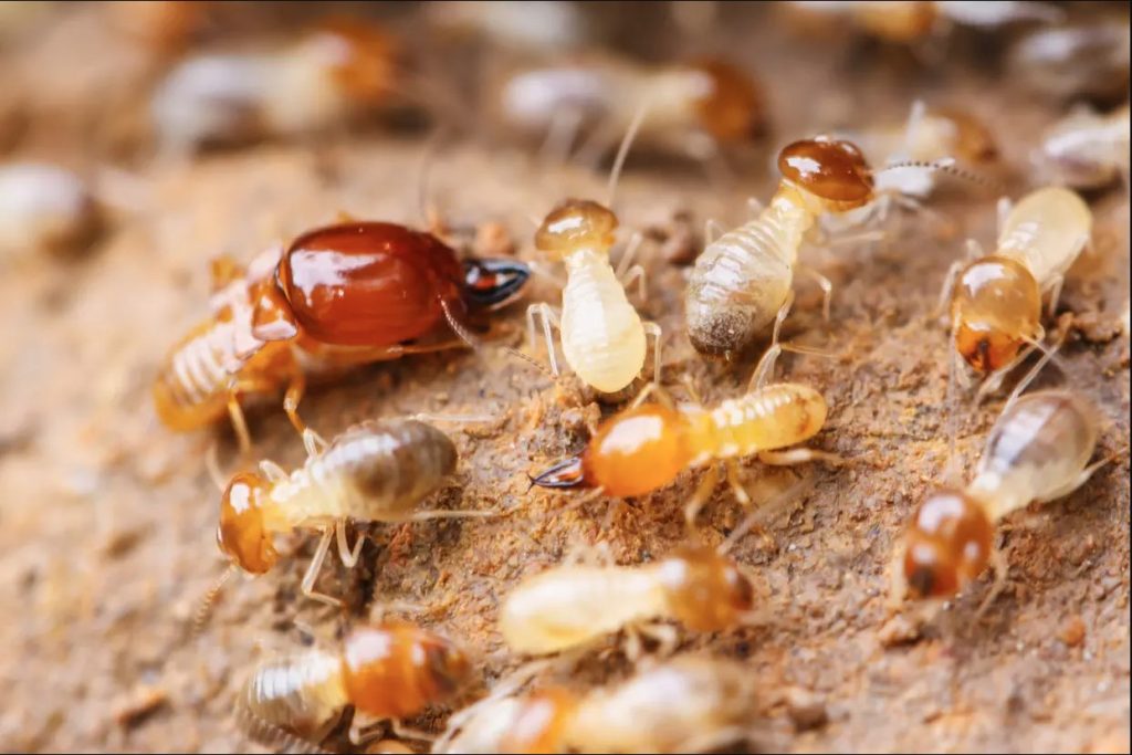 diệt mối cần thơ